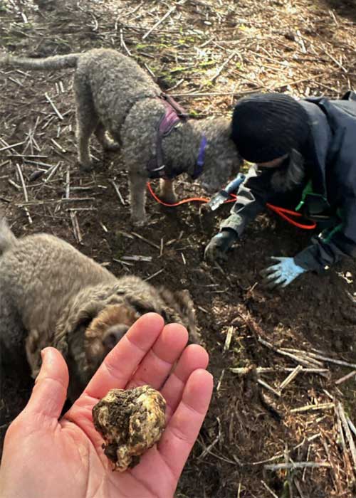 An Oregon Truffle in hand with help from two dogs