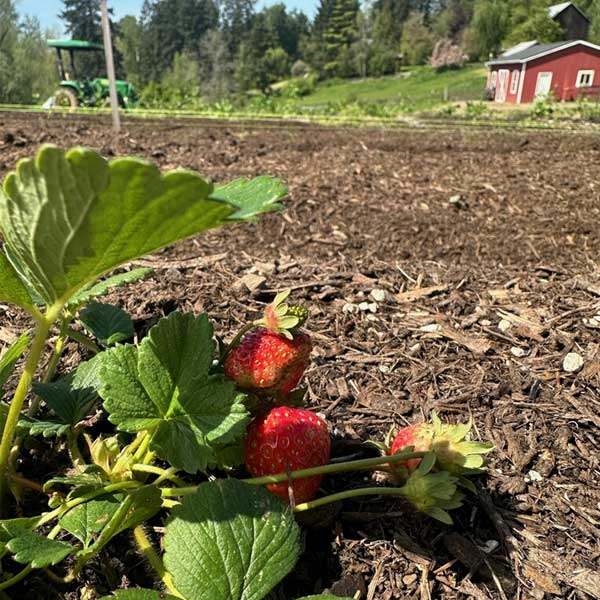 Strawberries in the garden at The Kitchen at Middleground Farms
