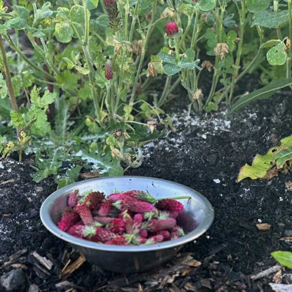 Crimson clover in a stainless bowl in the culinary garden at Middleground Farms