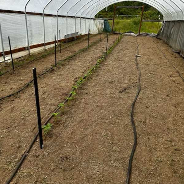 Middleground Farms greenhouse with three planted rows and two empty rows