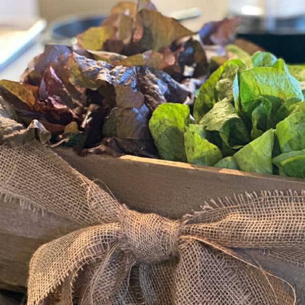 Two kinds of lettuce from Middleground Farms in a wood crate with a burlap bow