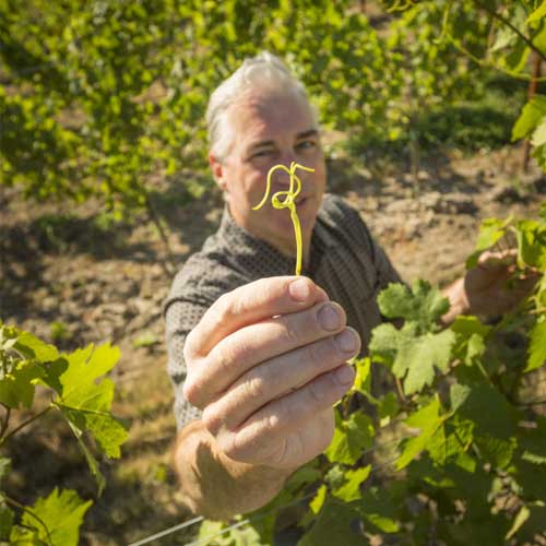 Tony Rynders with a grape tendril - Tendril Wine Cellars