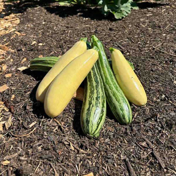 Squash from the Middleground Farms culinary garden