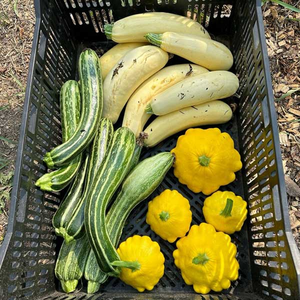 Summer squash from Middleground Farms