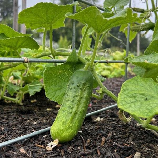 Pickling Cucumber