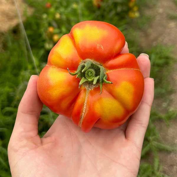 A farm fresh tomato from The Kitchen at Middleground Farms