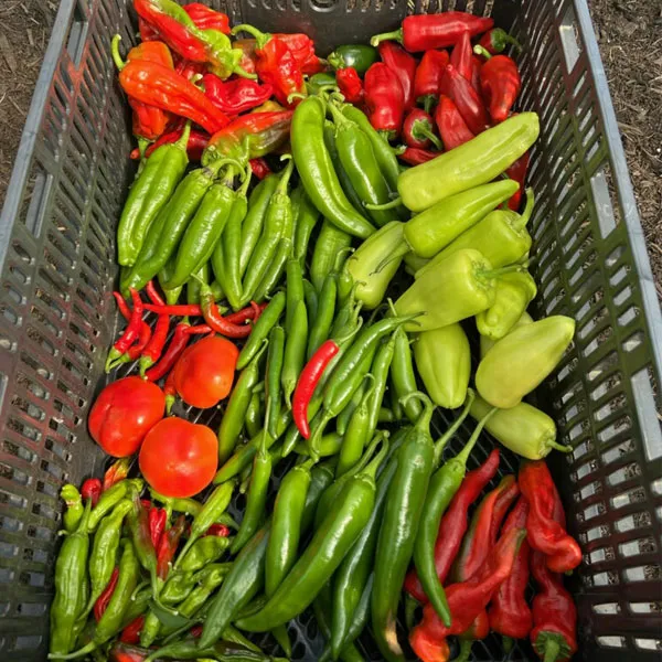 This week's pepper harvest from the culinary garden at Middleground Farms