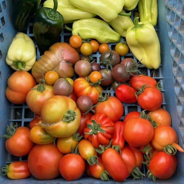 An abundance of tomatoes from the Middleground Farms culinary garden