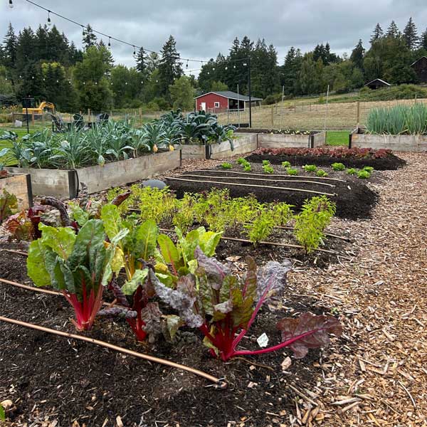 The culinary garden at Middleground Farms in September.