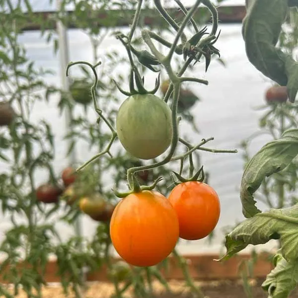 The Apricot Zebra Tomato growing in the greenhouse at Middleground Farms