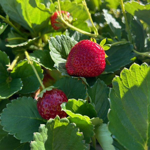 Strawberries grown in the culinary garden at Middleground Farms