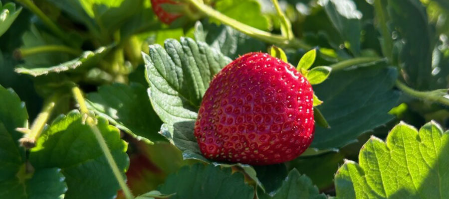 Strawberries Going Strong