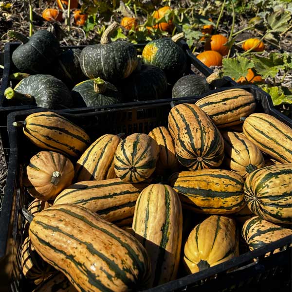 A crate of squash harvested from the culinary garden at Middleground Farms