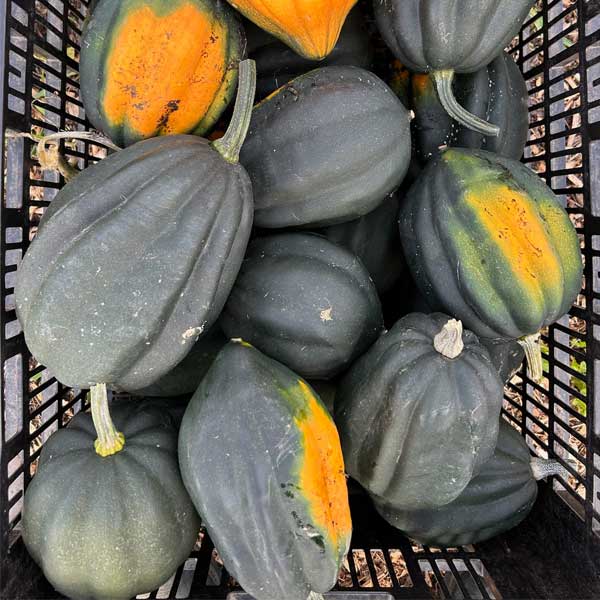 Acorn squash from Middleground Farms