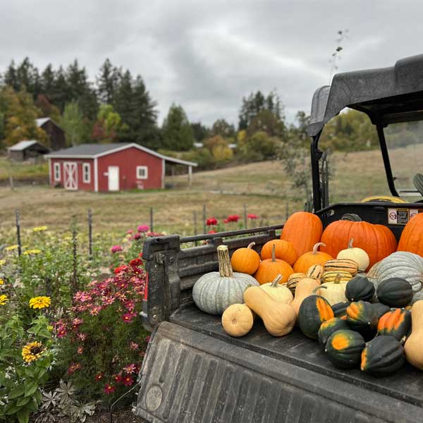 Pumpkins and squash in the back of a farm gator at Middleground Farms