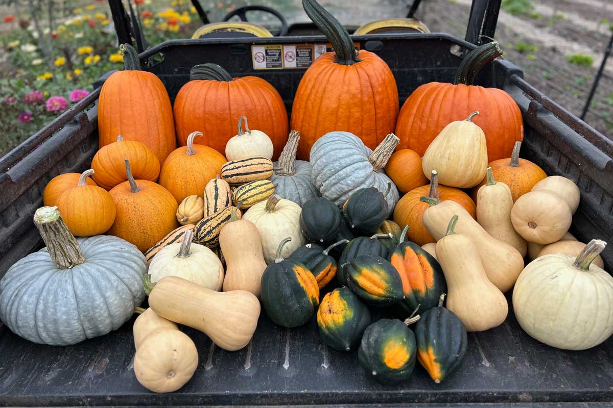 Pumpkin Party