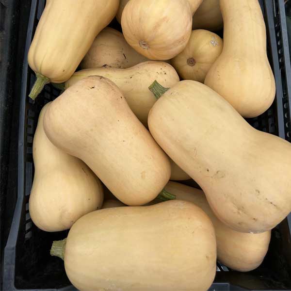 Winter squash harvested from Middleground Farms