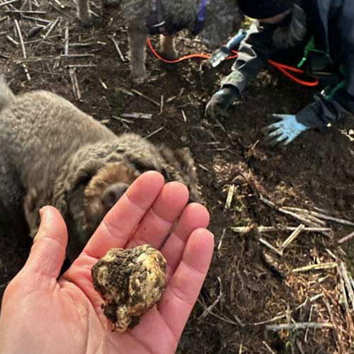 Truffle foraging with The Kitchen at Middleground Farms