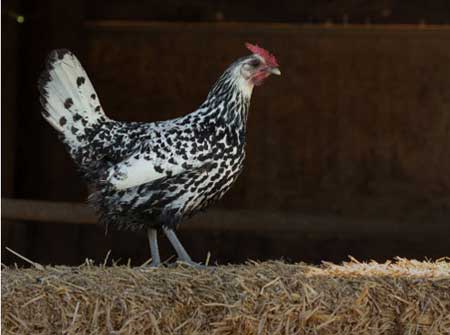 Mother’s Day Brunch – Saturday