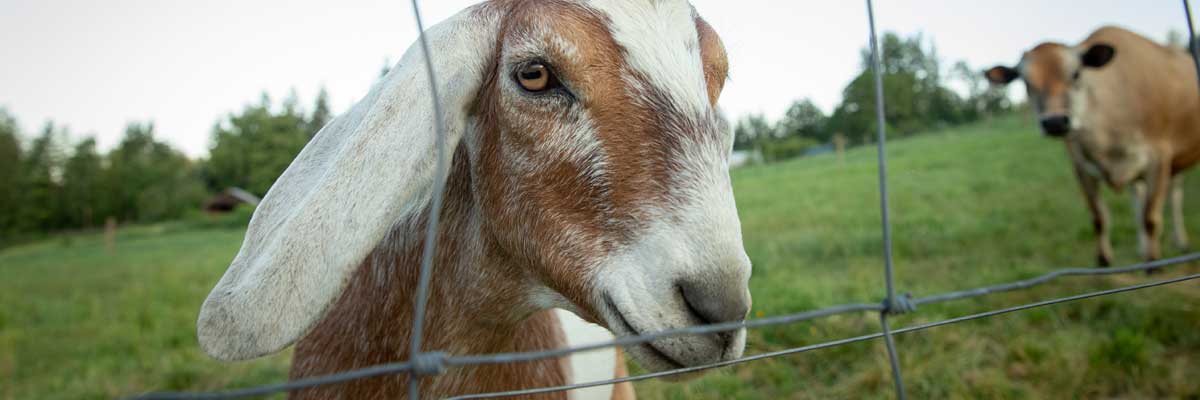 Mother's Day at Middleground Farms