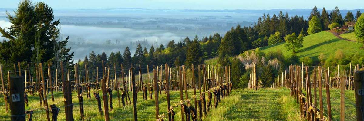 The Eyrie Vineyards The Eyrie Vineyards